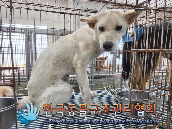 한국동물구조관리협회_441560202301032